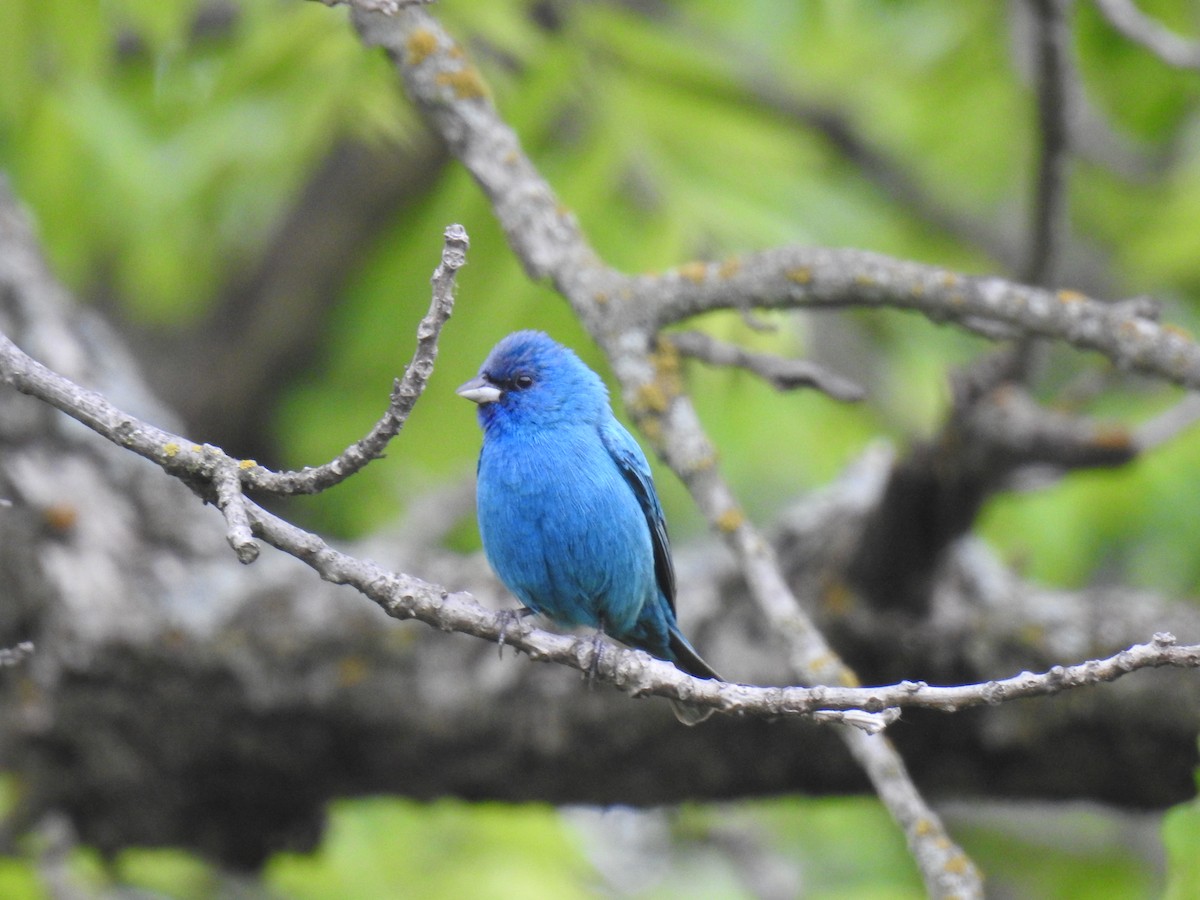 Indigo Bunting - ML637357992