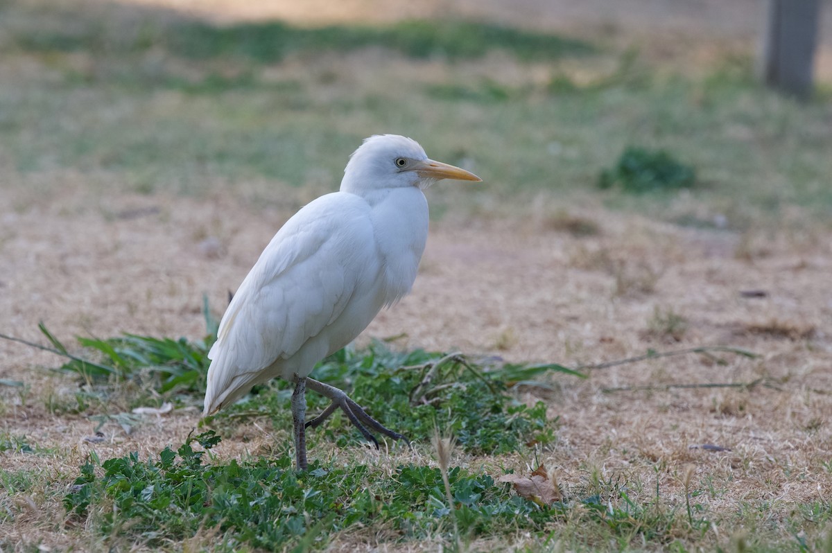 Western Cattle-Egret - ML637357995