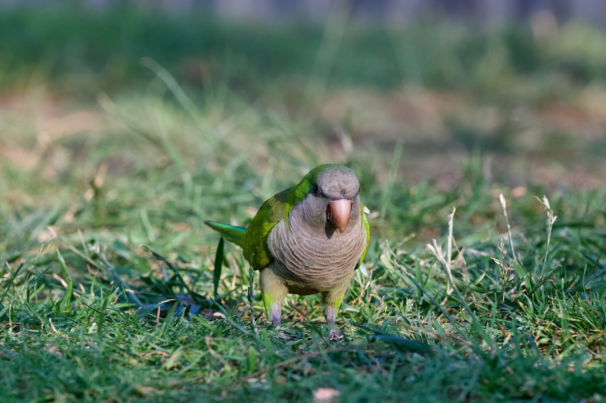Monk Parakeet - ML637357998