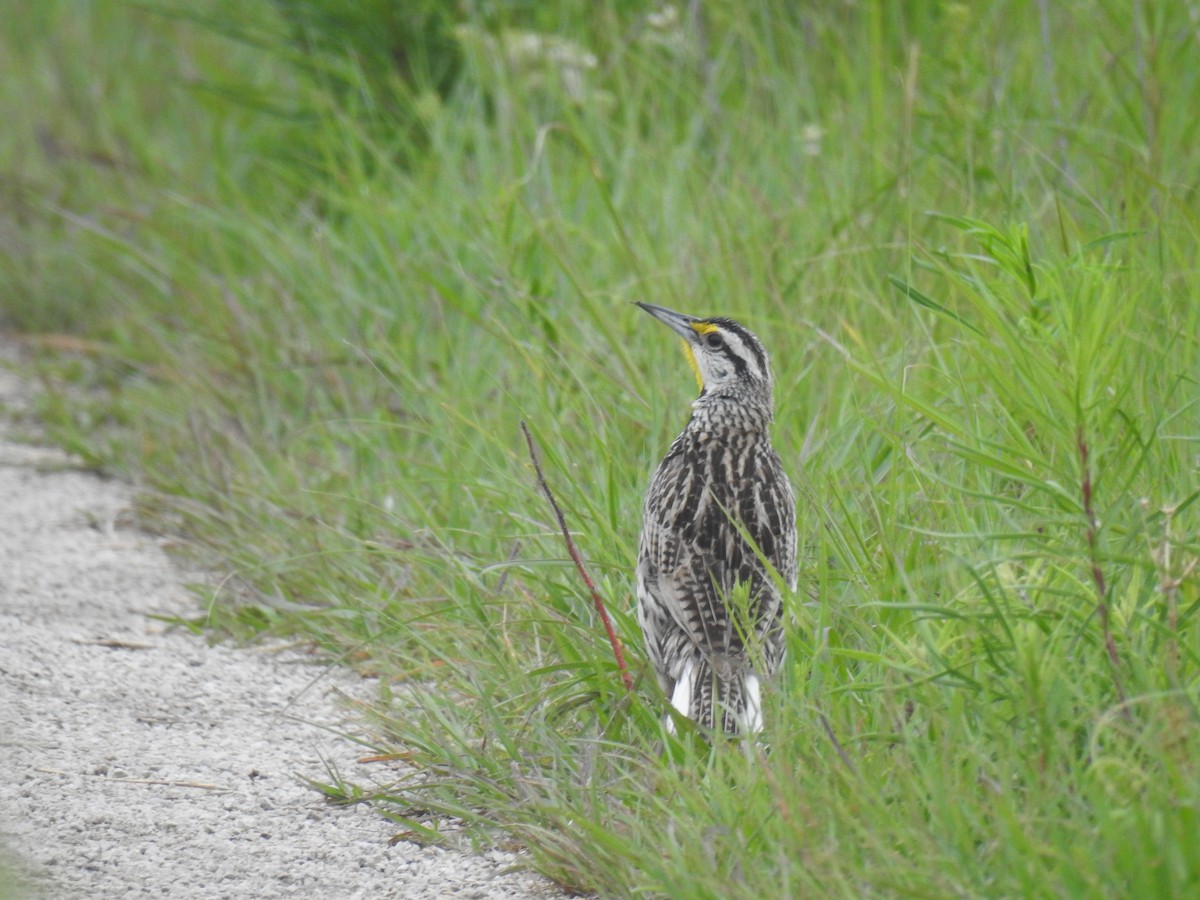Eastern Meadowlark - ML637358002