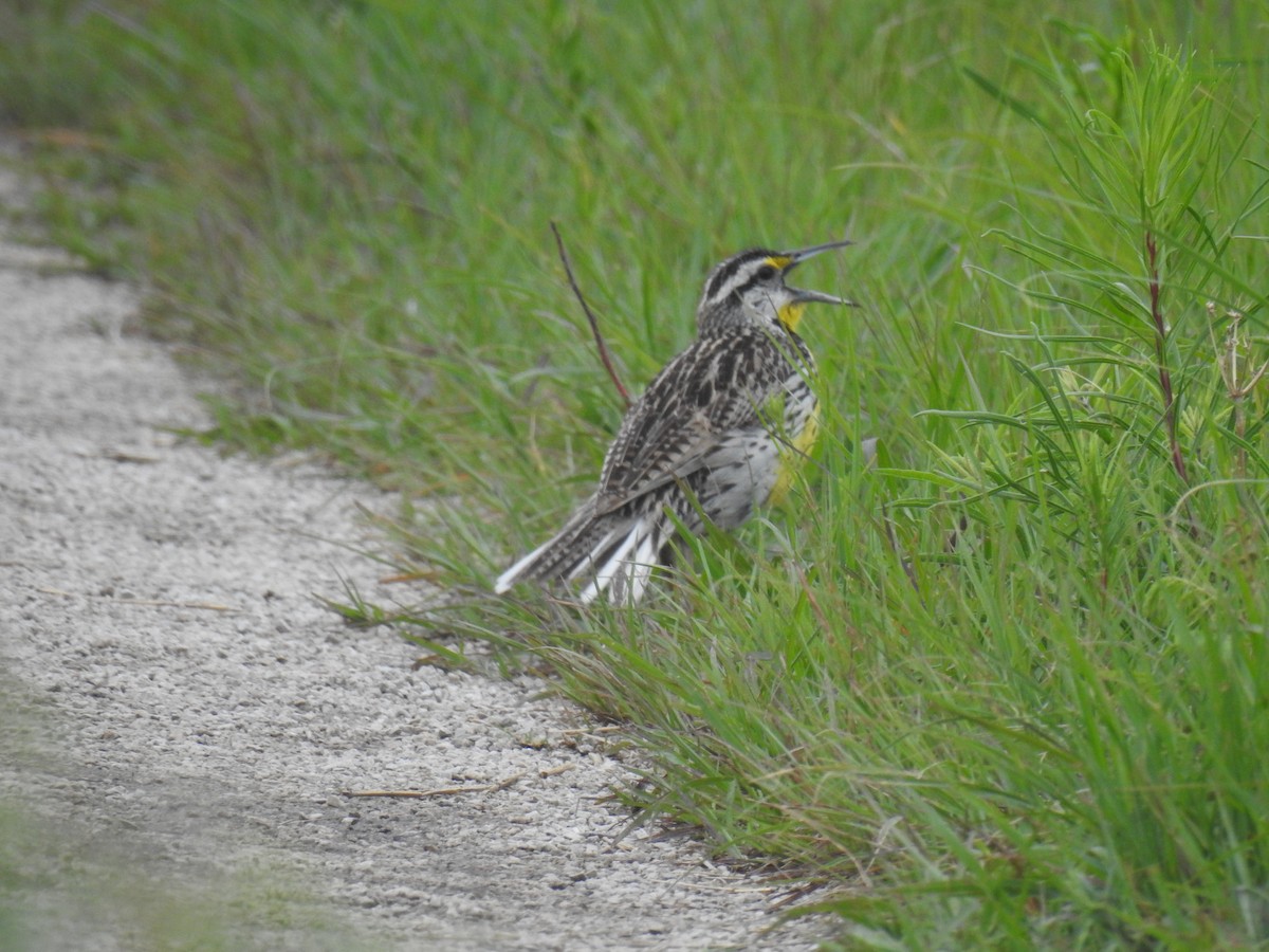 Eastern Meadowlark - ML637358003