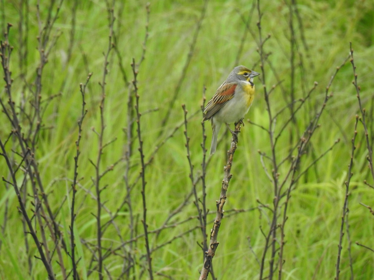 Dickcissel - ML637358015