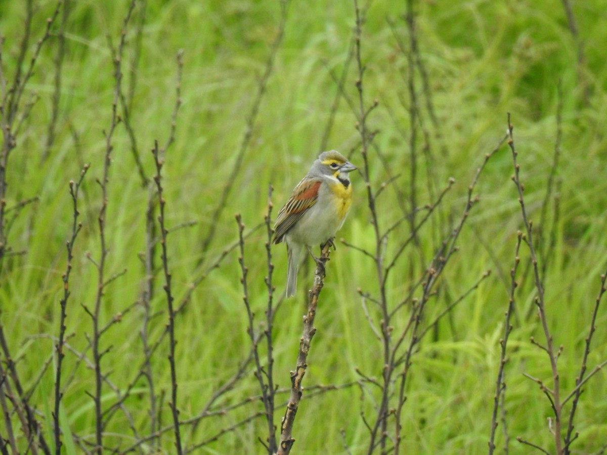 Dickcissel - ML637358016