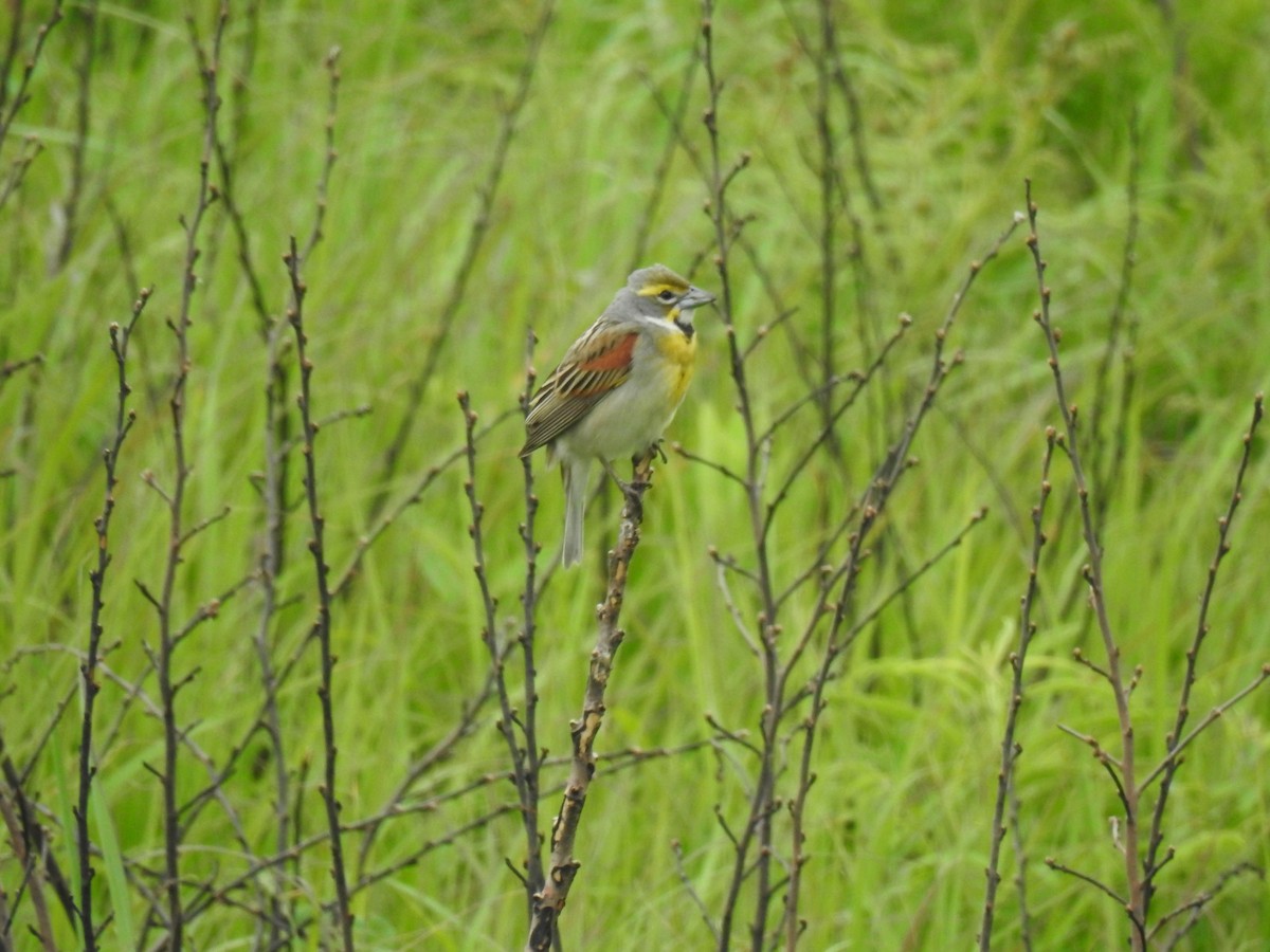 Dickcissel - ML637358017