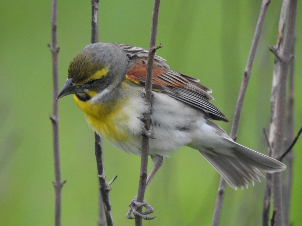 Dickcissel - ML637358076