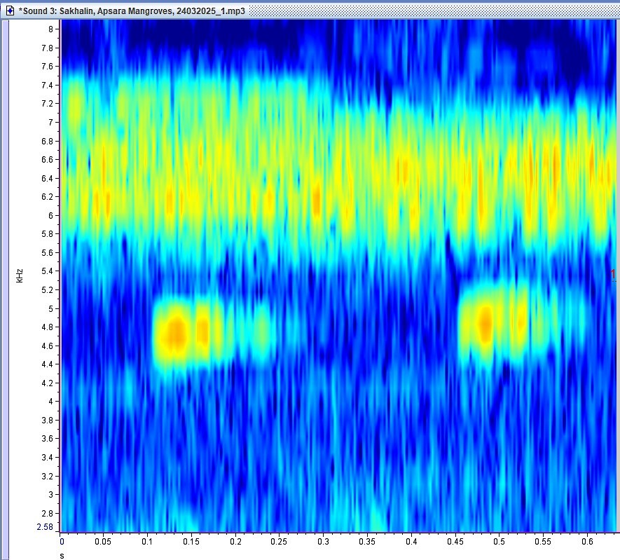 Sakhalin Leaf Warbler - ML637358078
