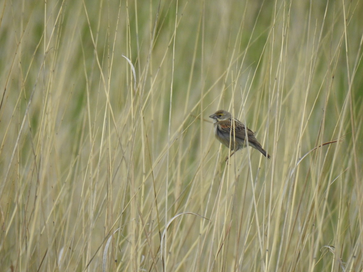 Dickcissel - ML637358088