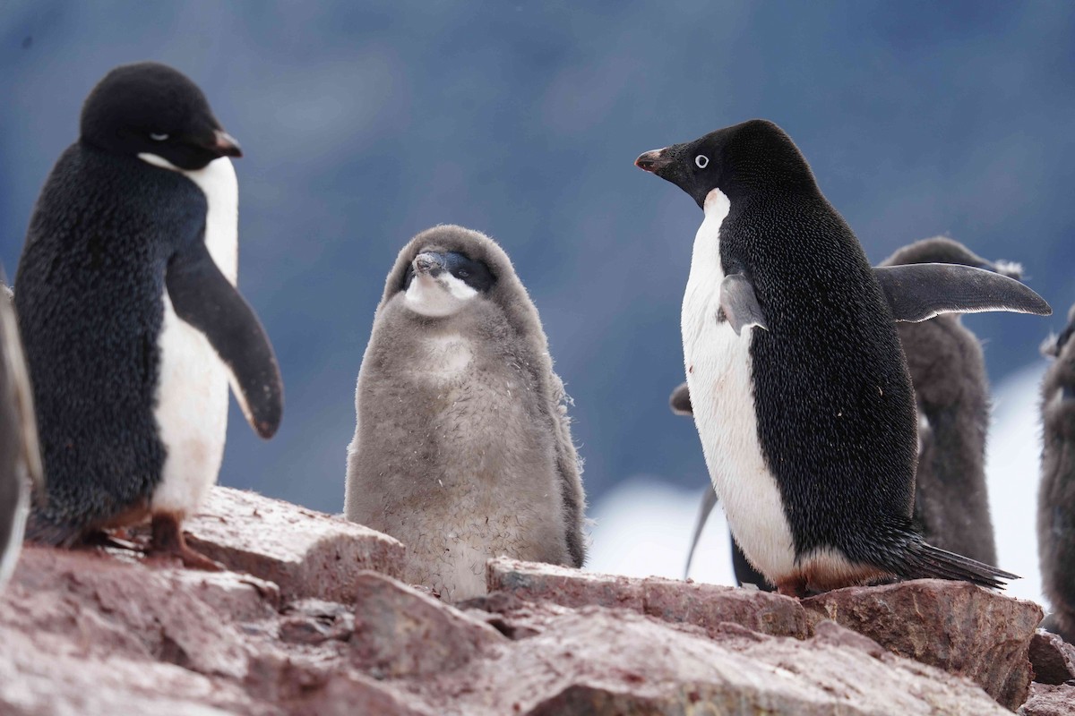 Adelie Penguin - ML637358095