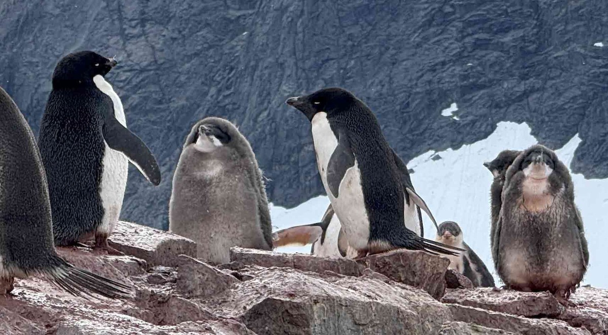 Adelie Penguin - ML637358098