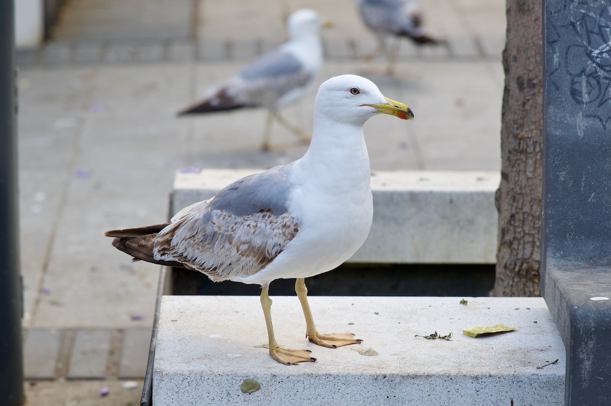 Yellow-legged Gull - ML637358126