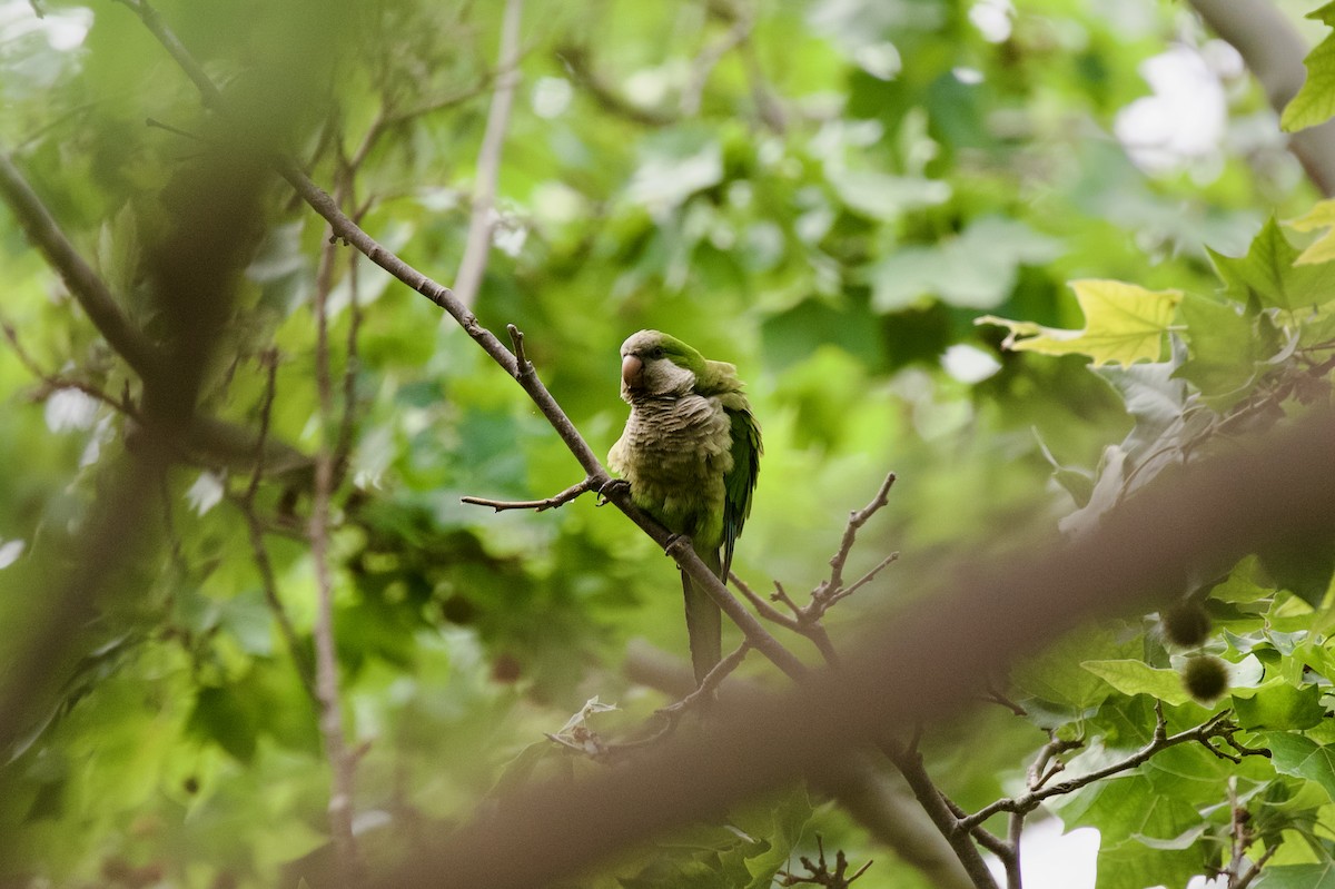 Monk Parakeet - ML637358129