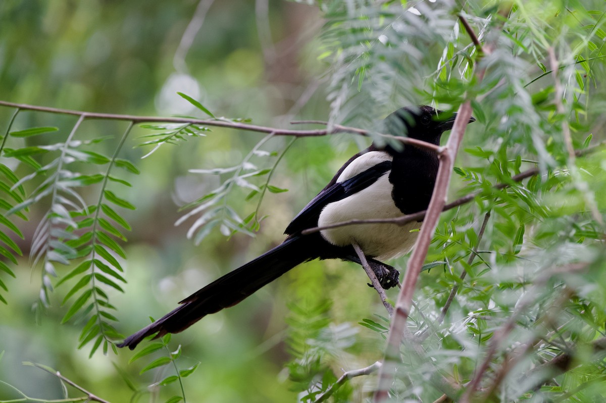 Eurasian Magpie - ML637358132
