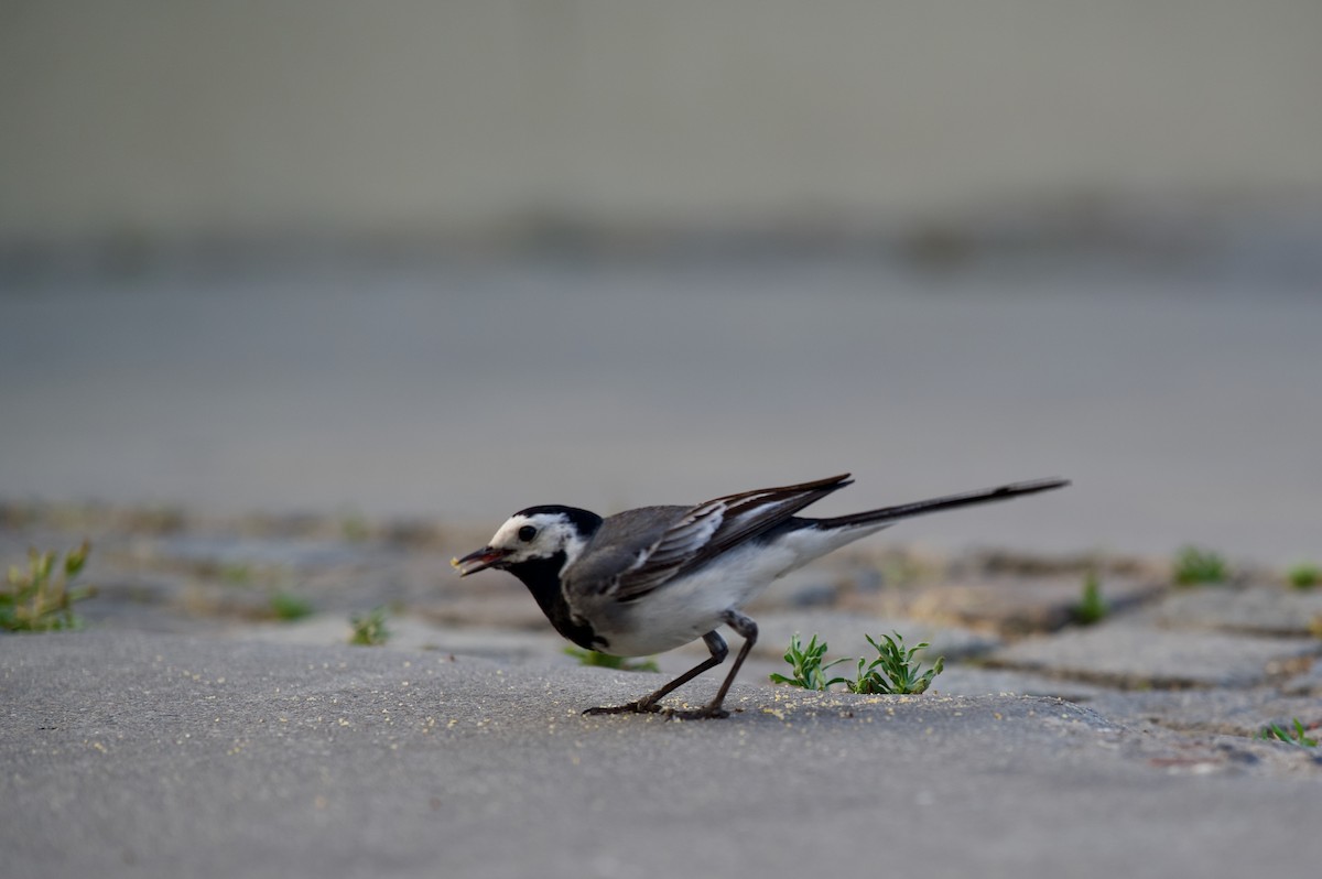 White Wagtail - ML637358139