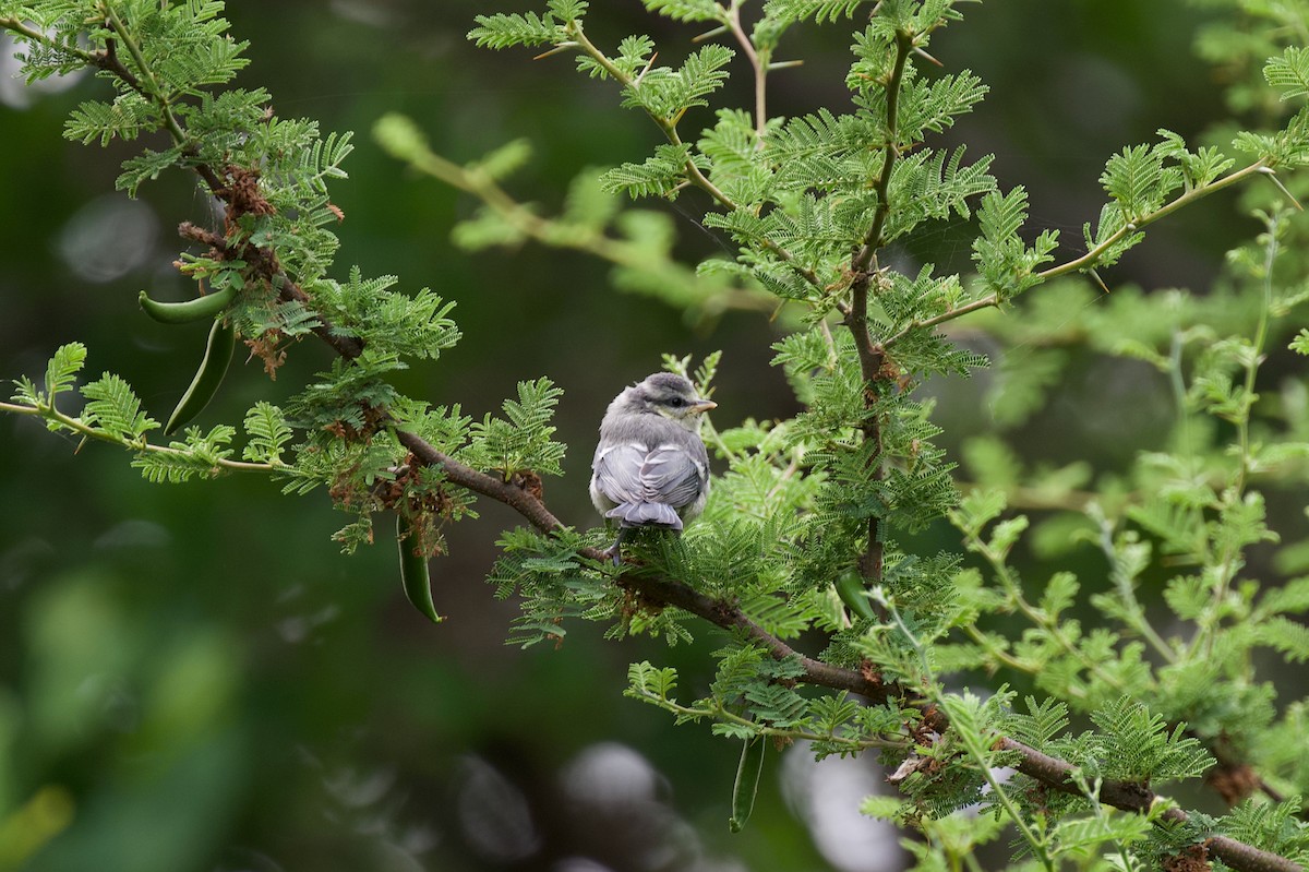 Eurasian Blue Tit - ML637358140