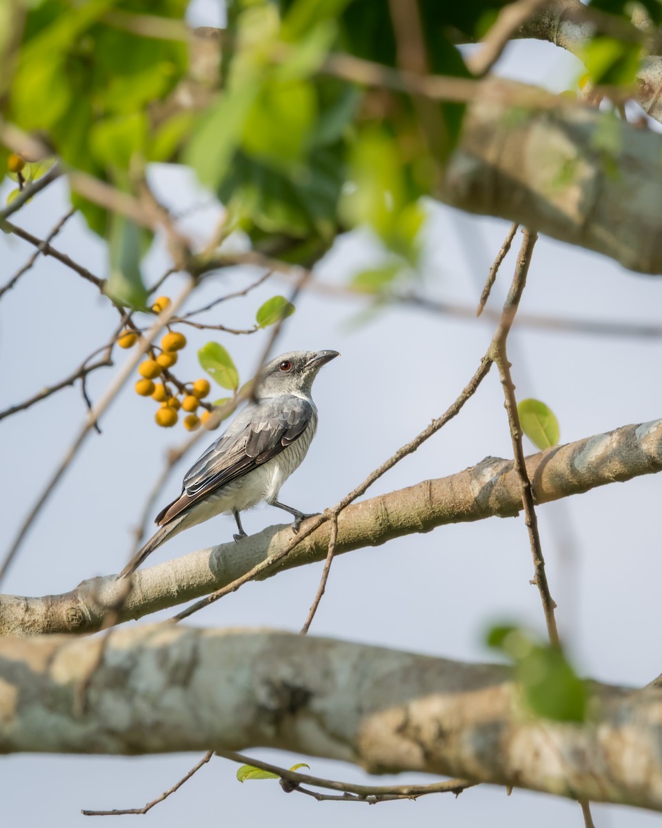 Indian Cuckooshrike - ML637358153
