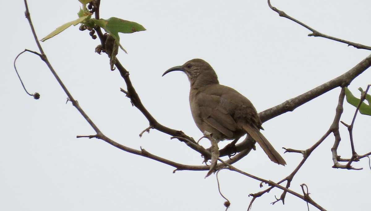 California Thrasher - ML637358201