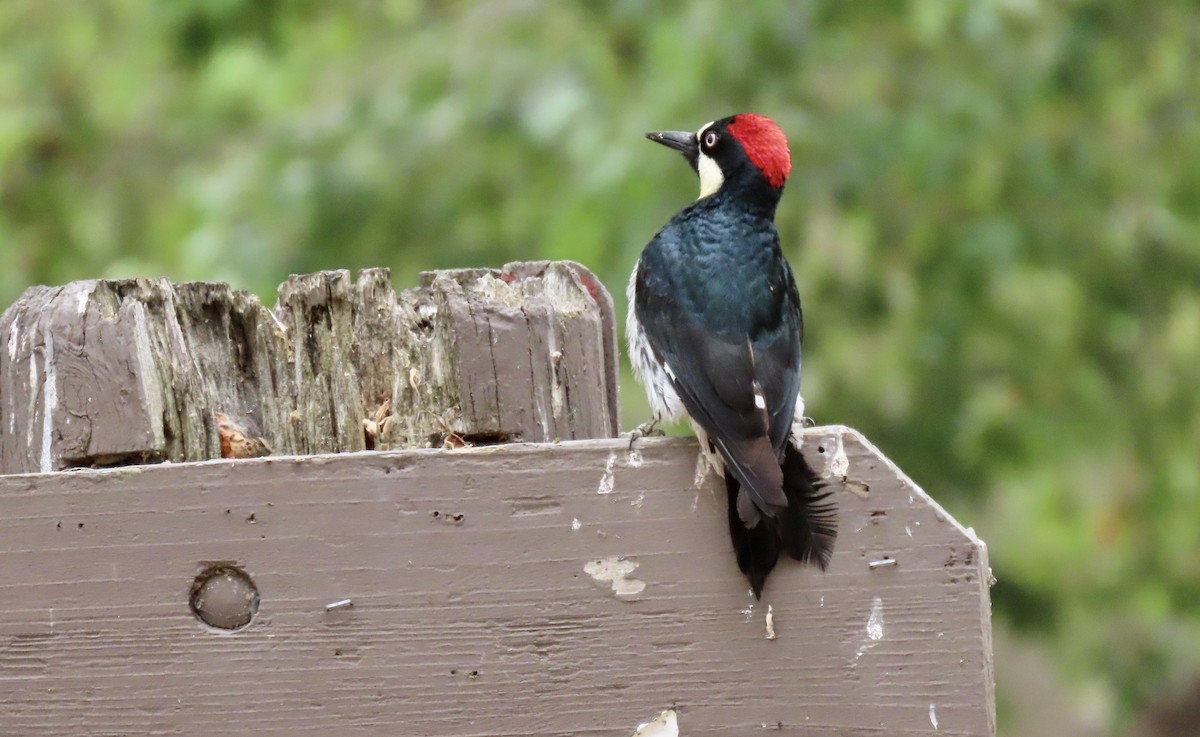 Acorn Woodpecker - ML637358209