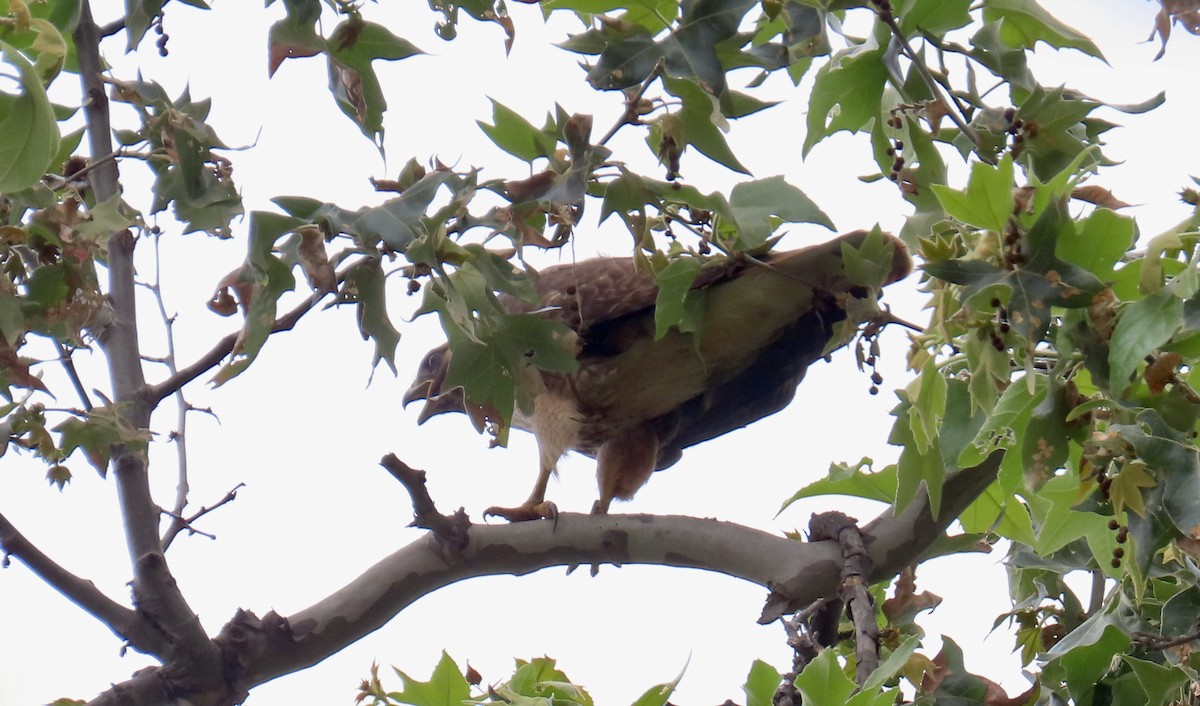 Red-tailed Hawk - ML637358220