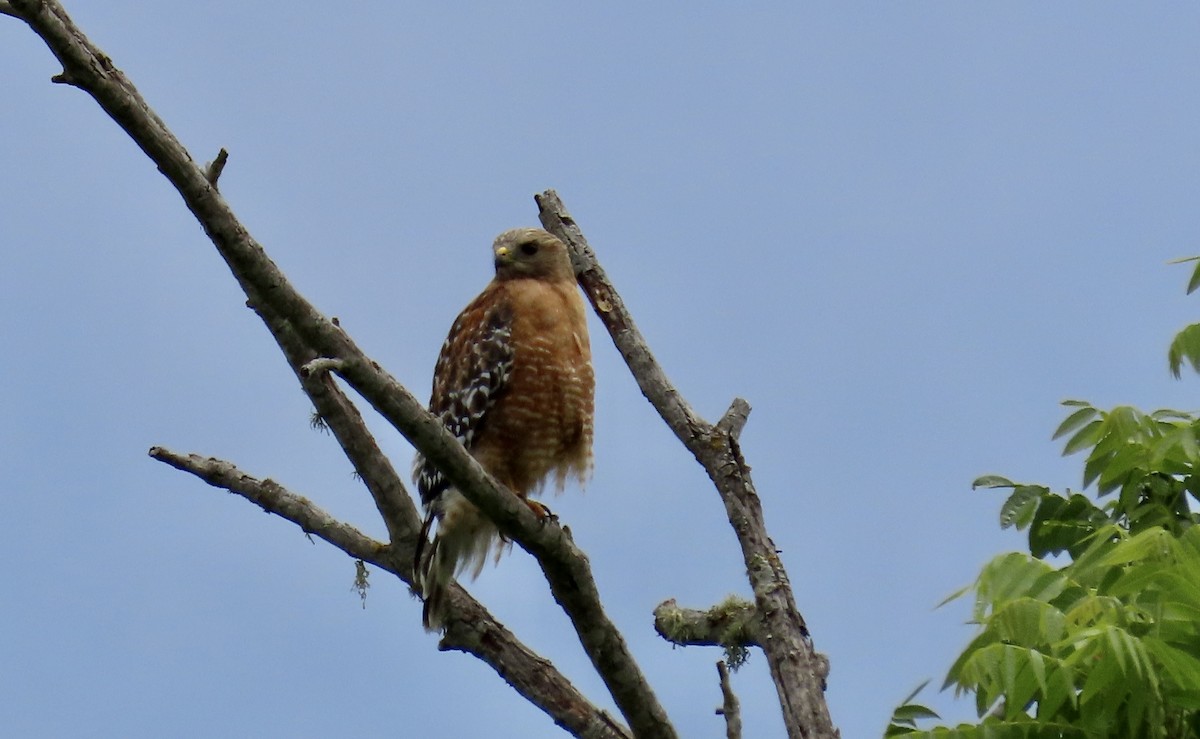 Red-shouldered Hawk - ML637358222