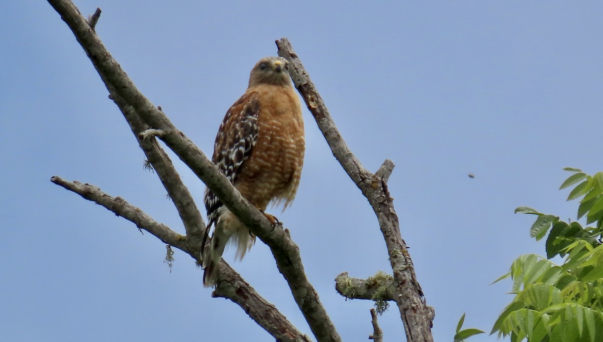 Red-shouldered Hawk - ML637358226