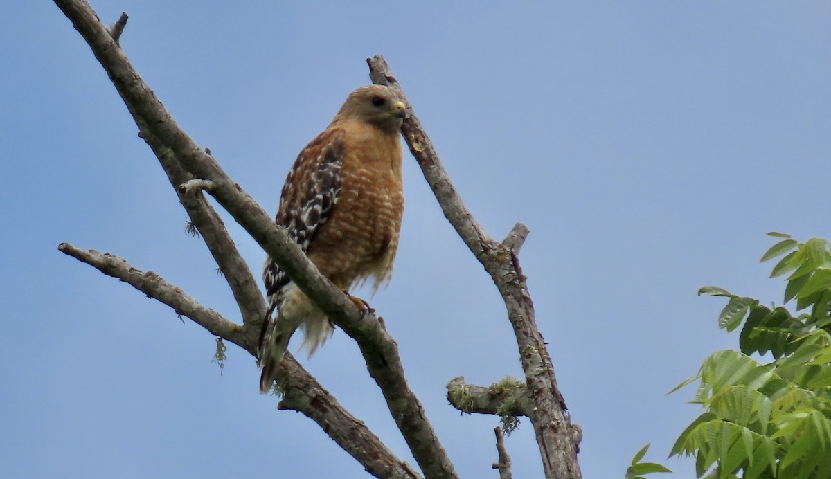 Red-shouldered Hawk - ML637358230