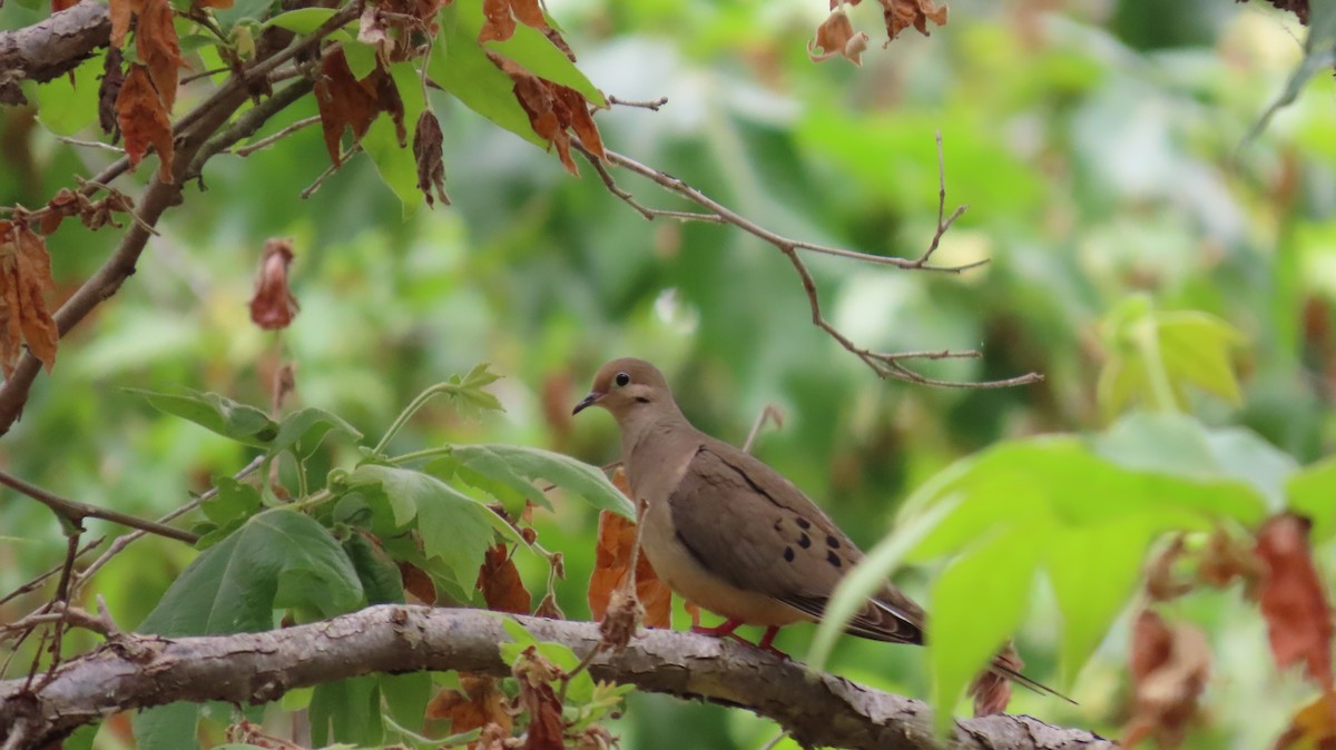 Mourning Dove - ML637358237