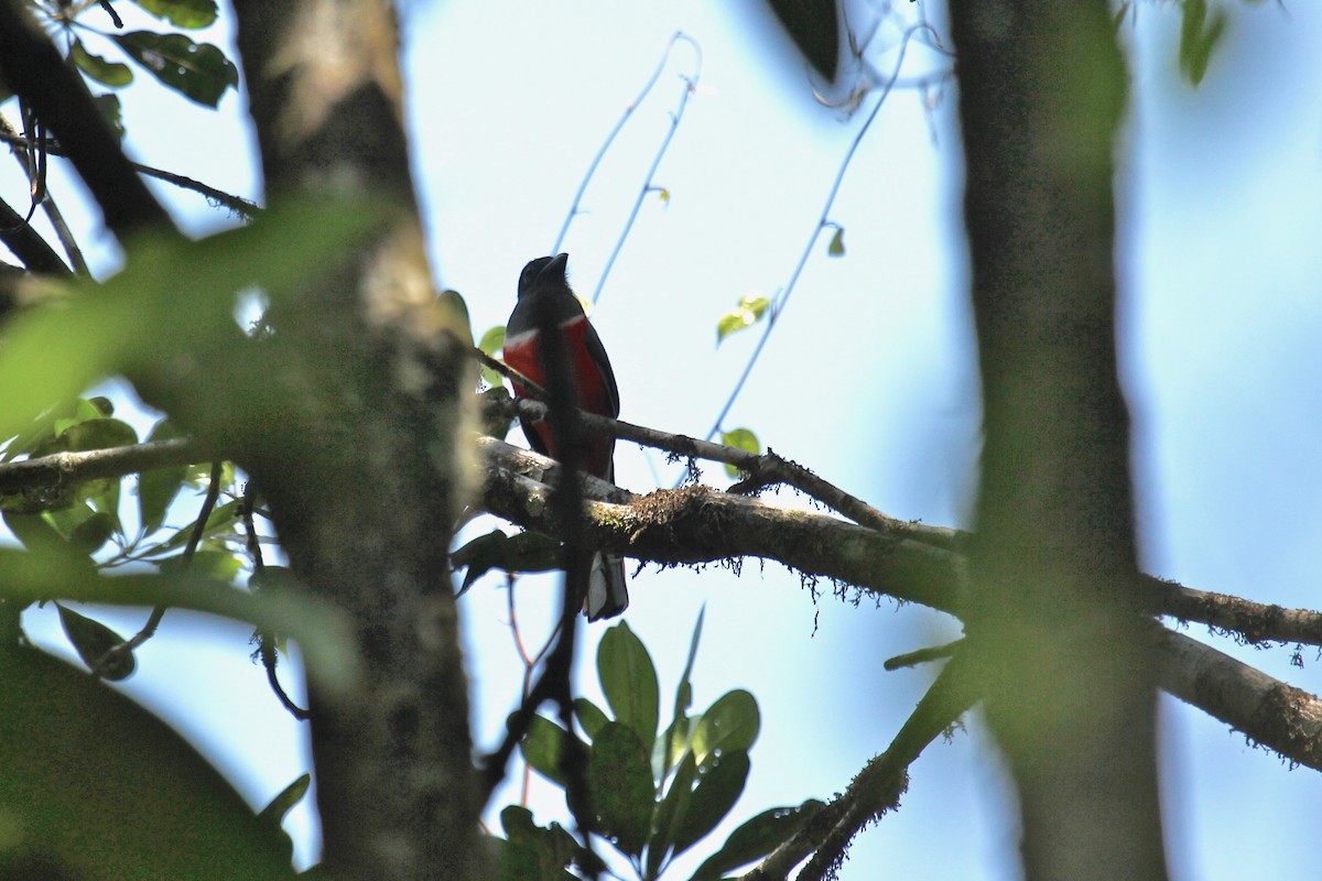 Malabar Trogon - ML637358264