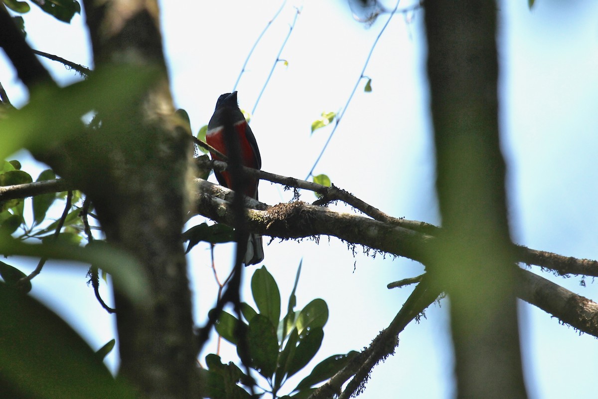 Malabar Trogon - ML637358271