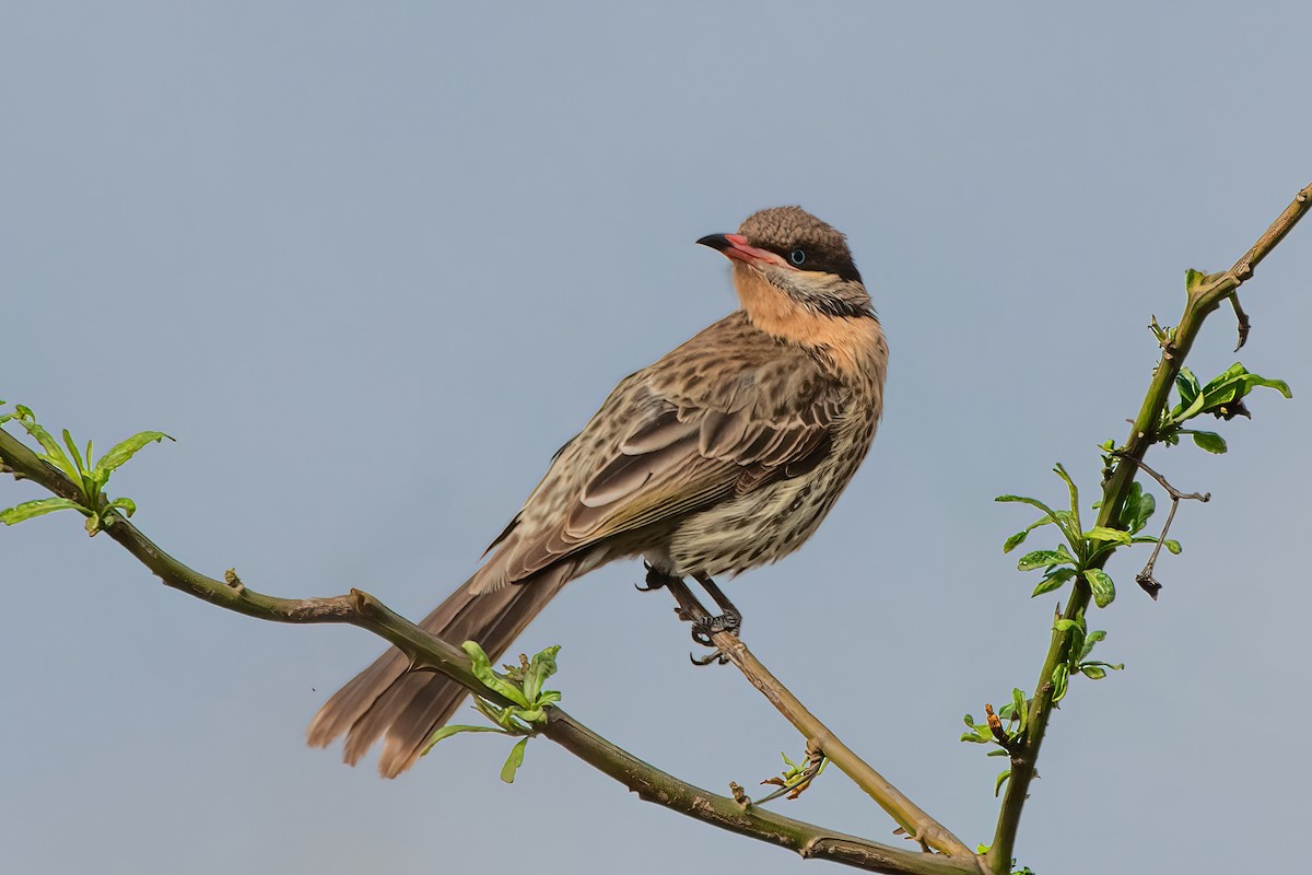 Spiny-cheeked Honeyeater - ML637358335