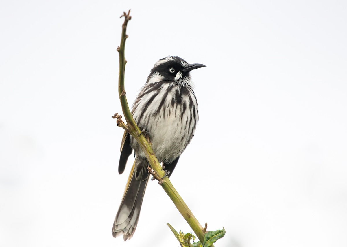 New Holland Honeyeater - ML637358336