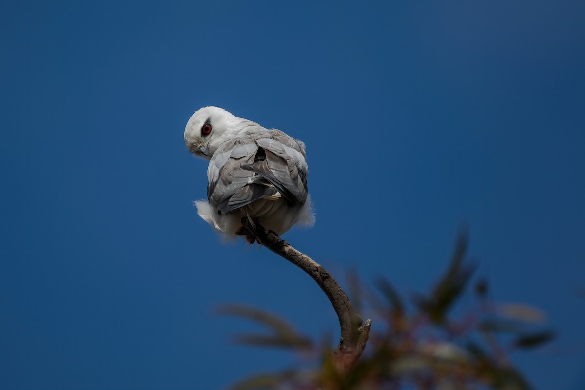 Black-shouldered Kite - ML637358341