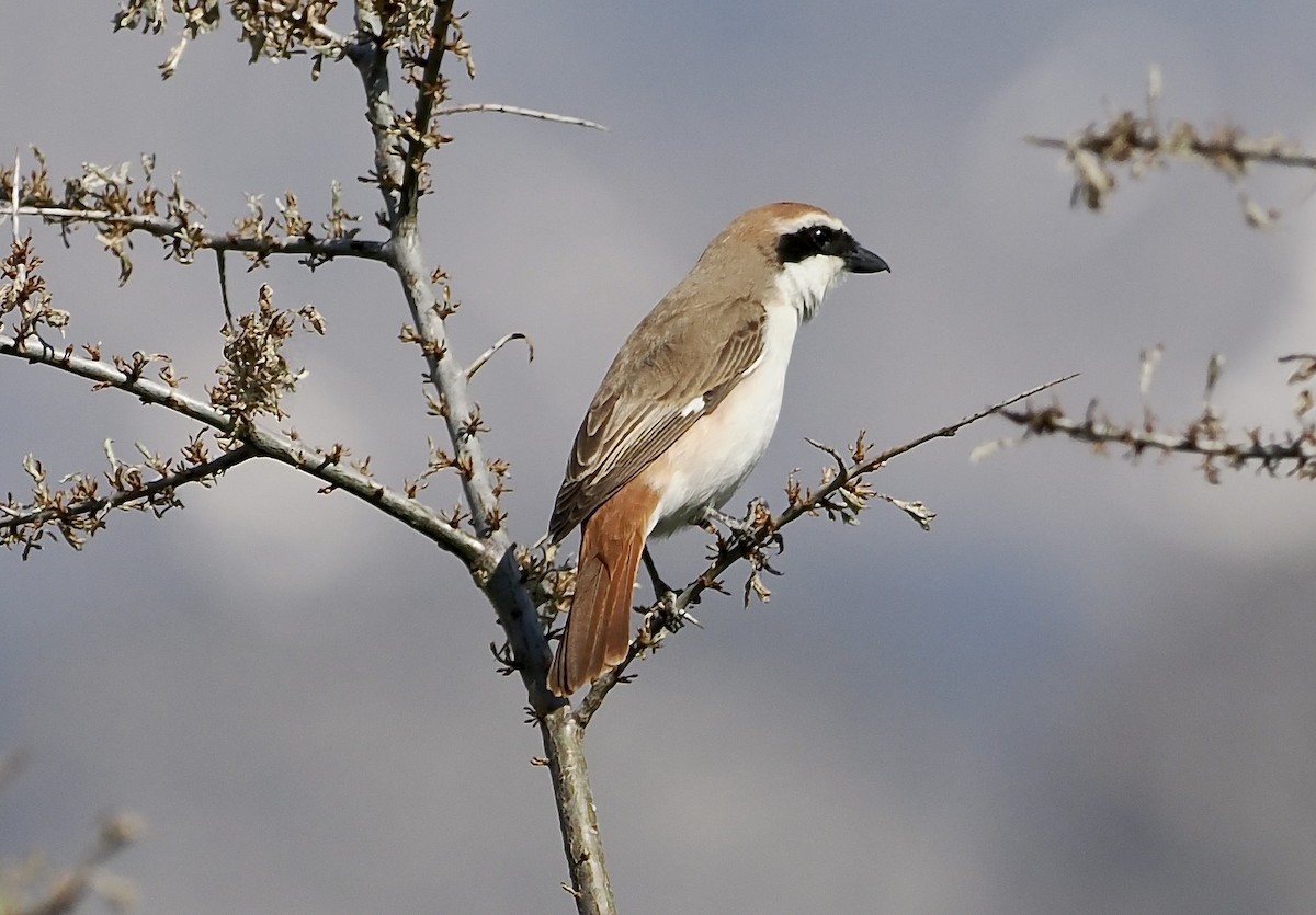 Red-tailed Shrike - ML637358458