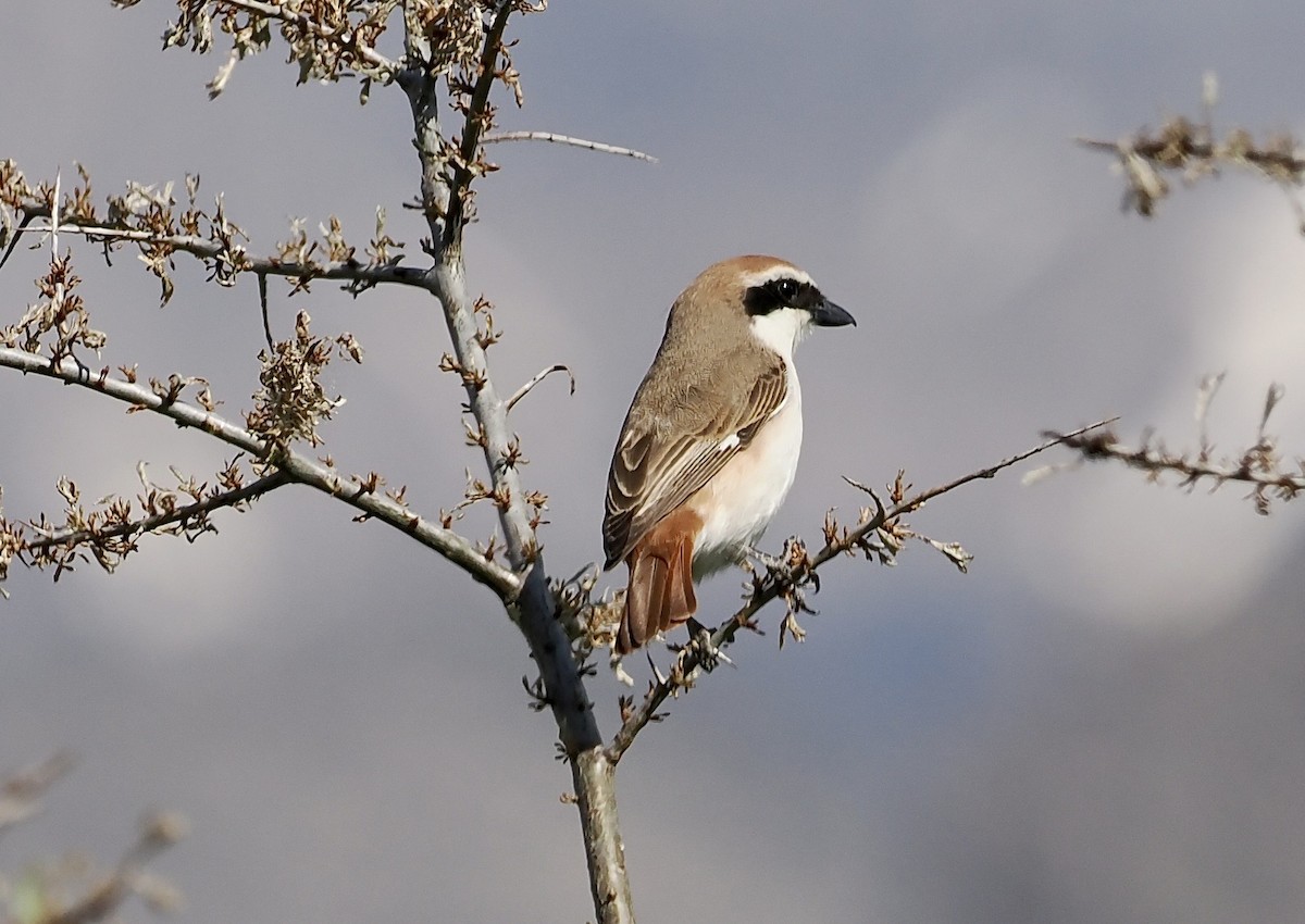 Red-tailed Shrike - ML637358459