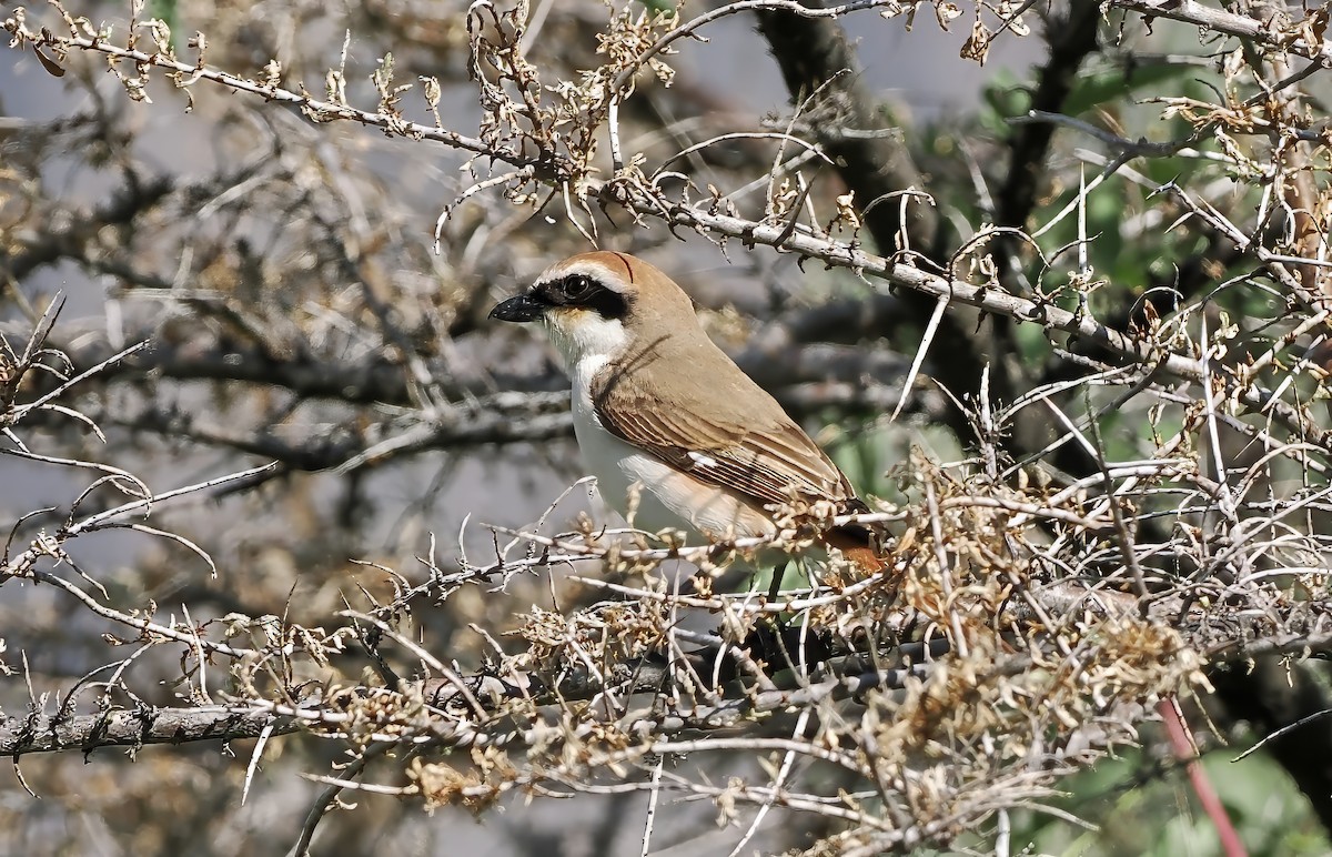 Red-tailed Shrike - ML637358460