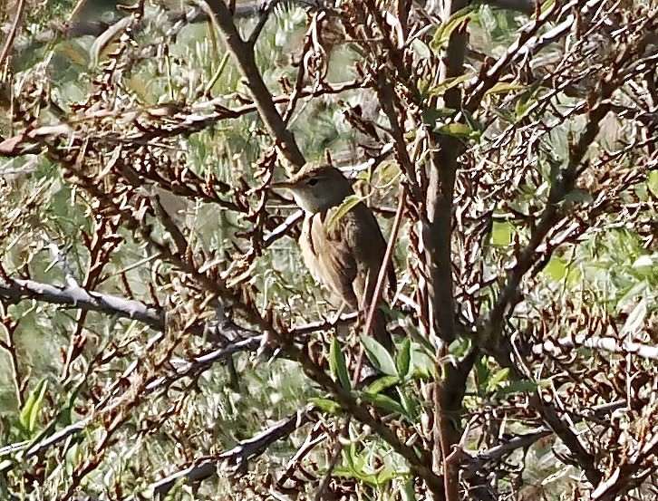 Large-billed Reed Warbler - ML637358473