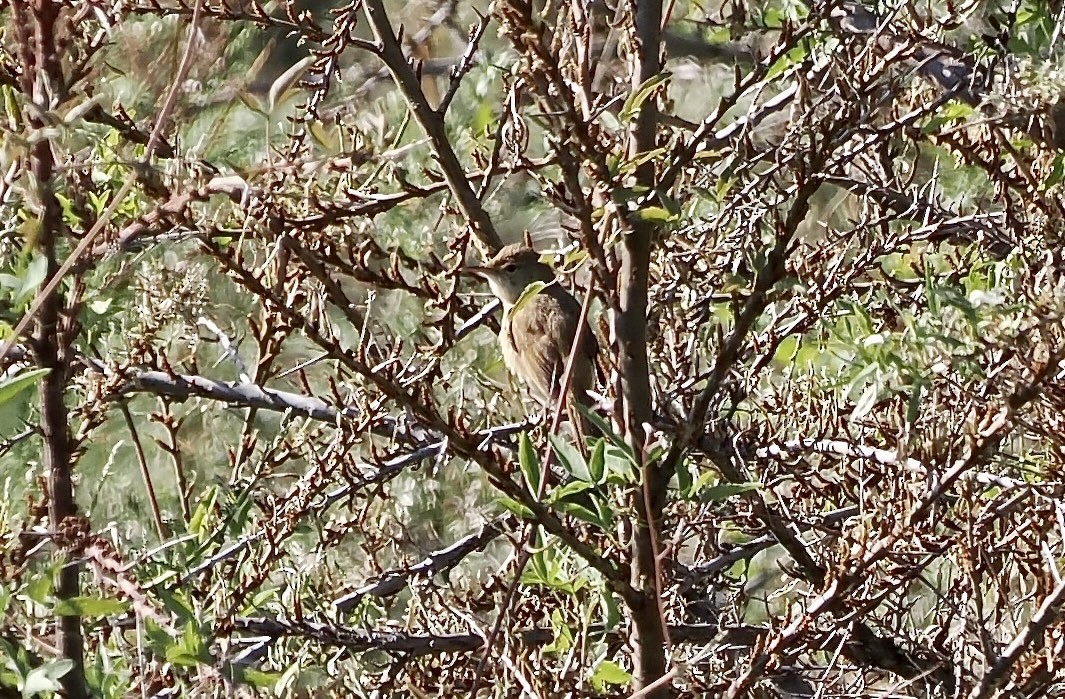 Large-billed Reed Warbler - ML637358474
