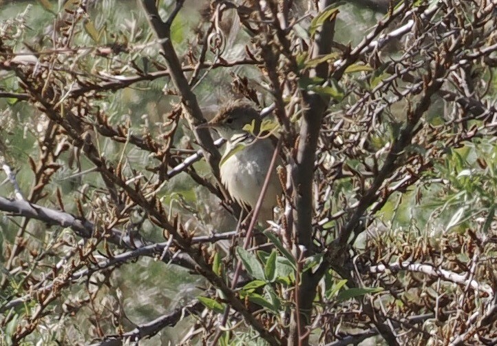 Large-billed Reed Warbler - ML637358475