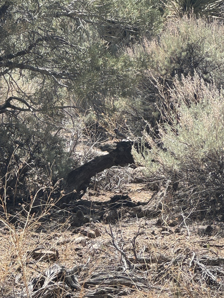 Black-throated Sparrow - ML637358476