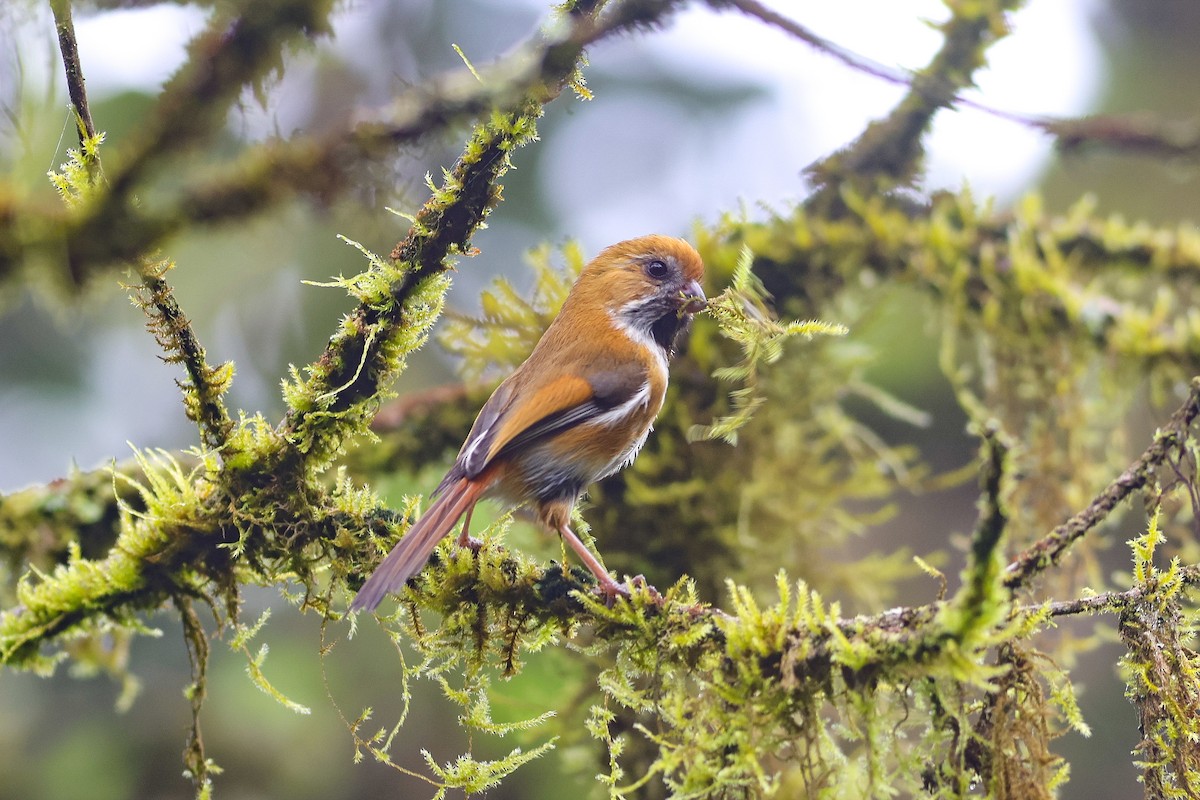 Golden Parrotbill - ML637358519
