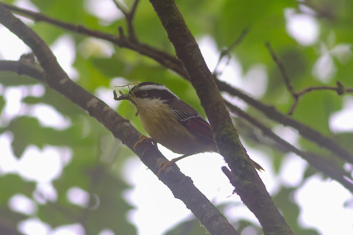 Red-tailed Minla - ML637358520