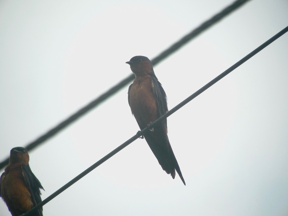 Sri Lanka Swallow - ML637358537