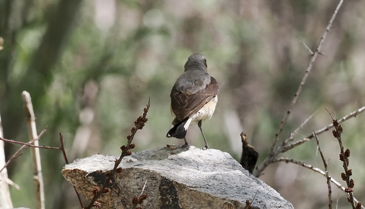 Northern Wheatear - ML637358549