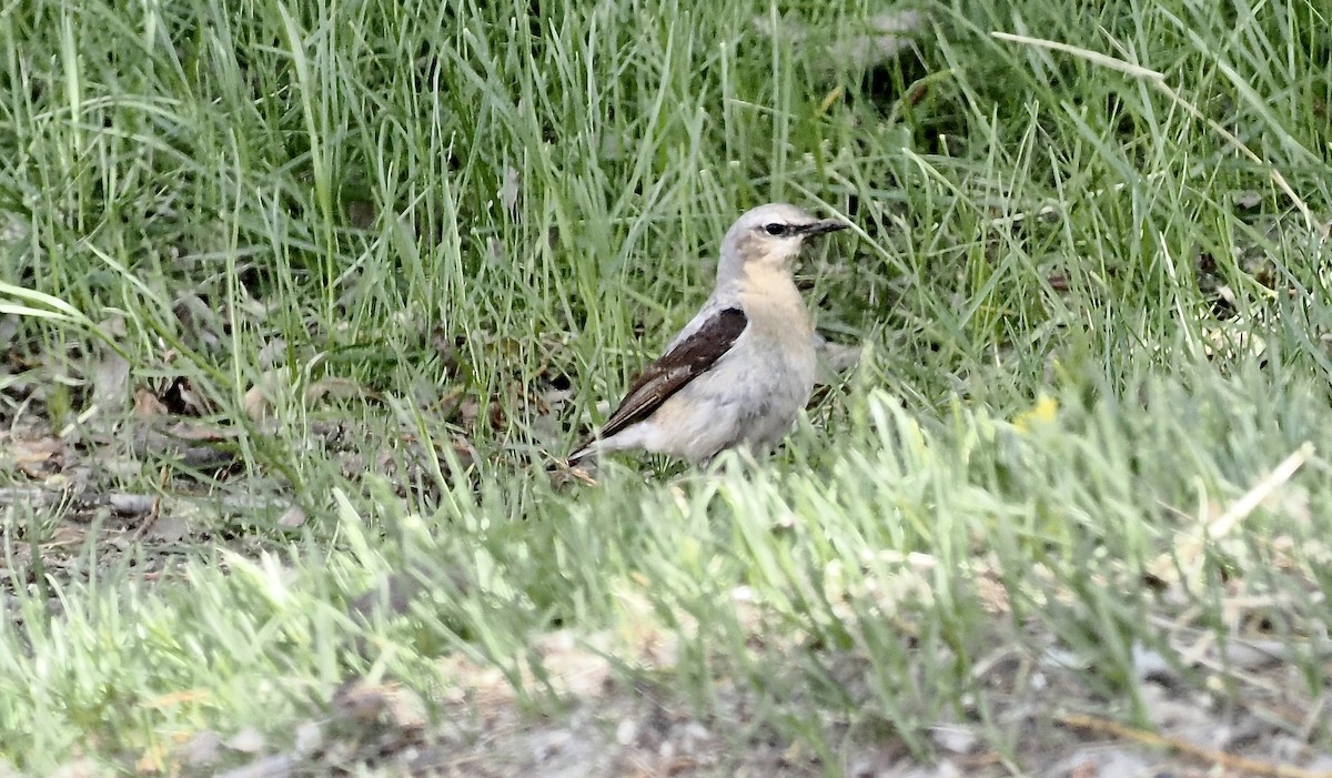 Northern Wheatear - ML637358550