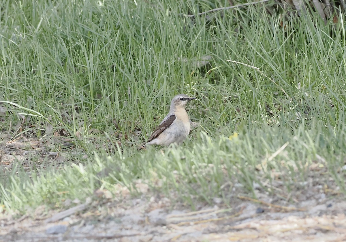 Northern Wheatear - ML637358551