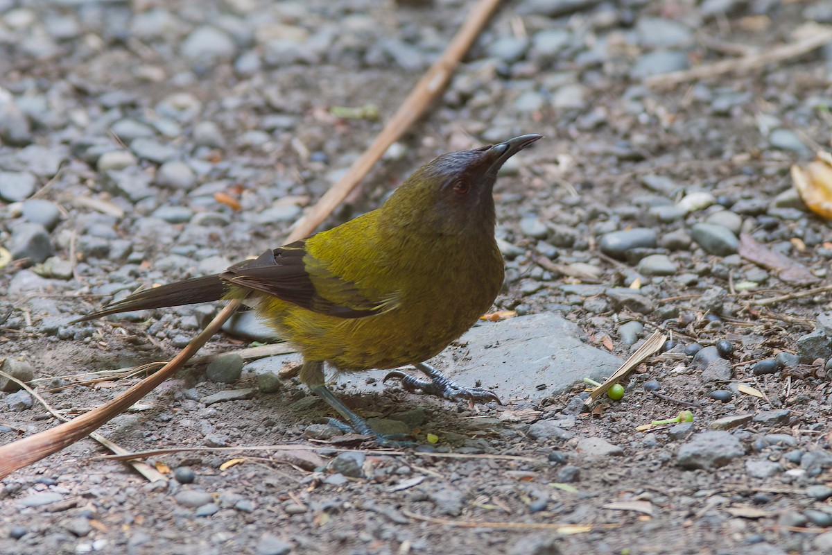 New Zealand Bellbird - ML637358569