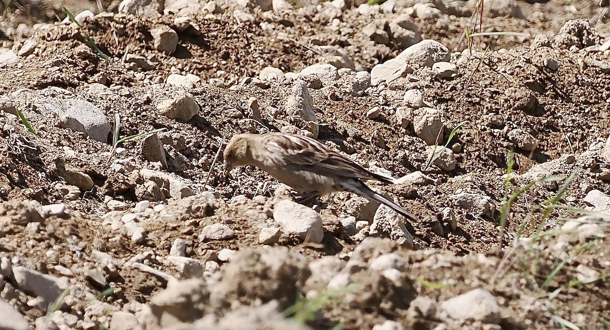 Plain Mountain Finch - ML637358575
