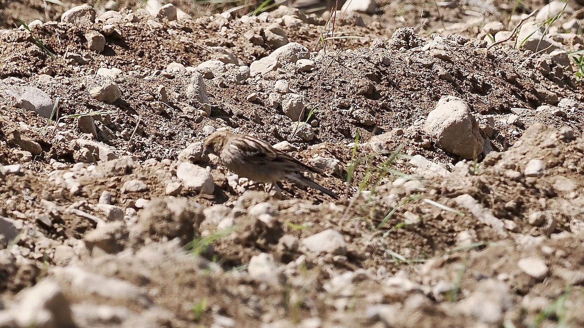 Plain Mountain Finch - ML637358576