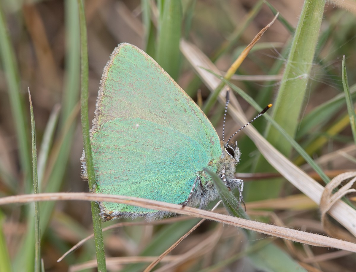 Insects - ML637358580