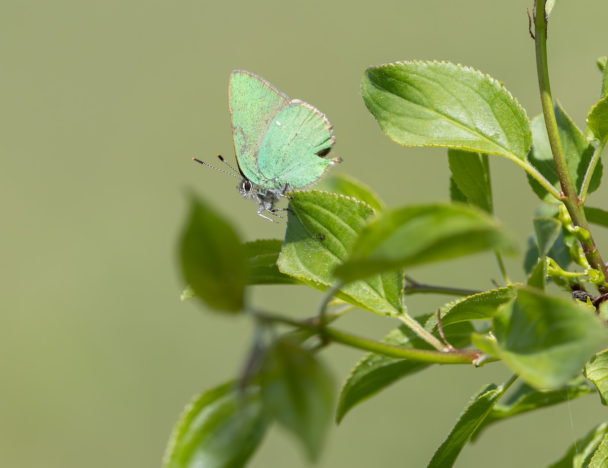 Insects - ML637358583