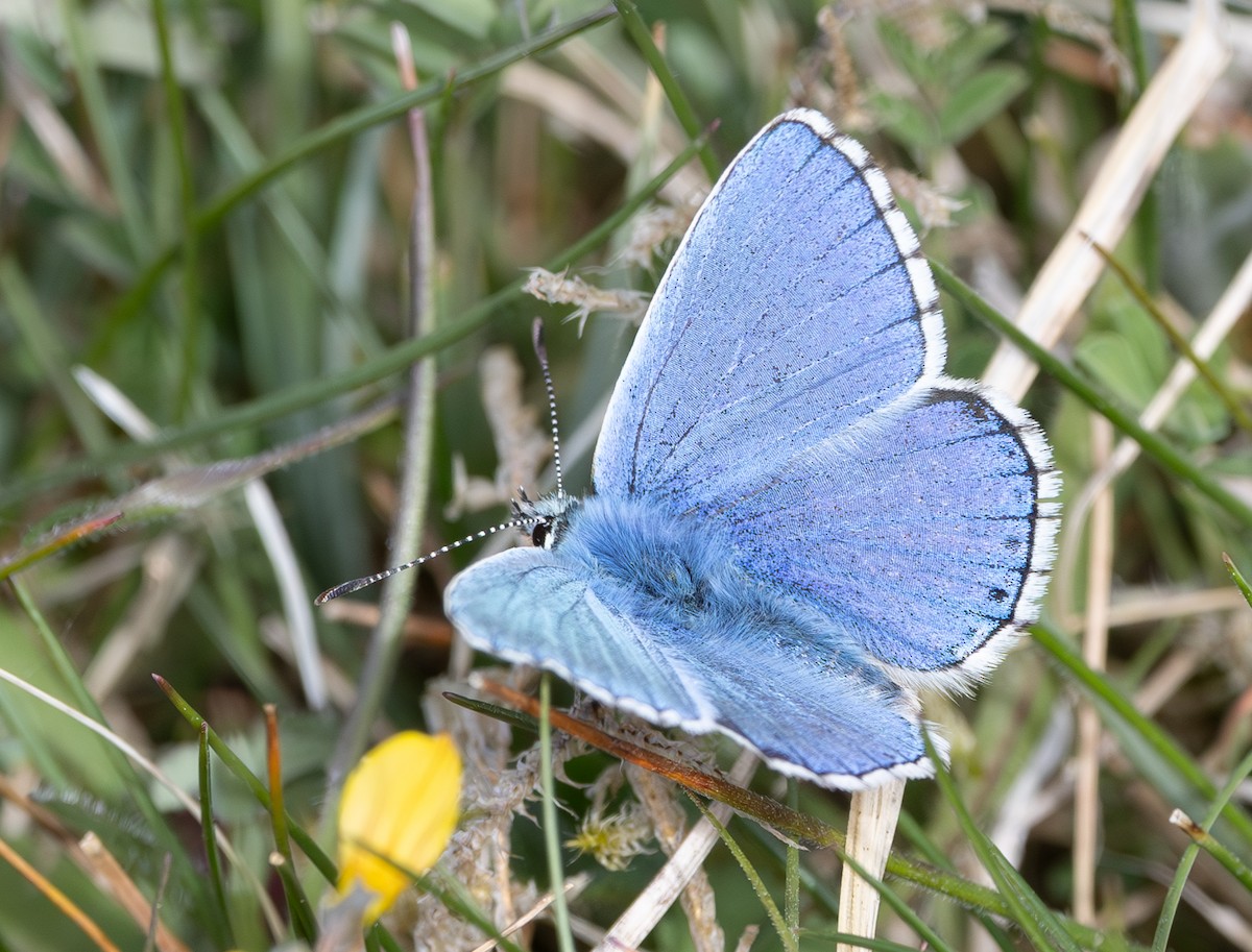Insects - ML637358588